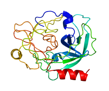 Prostate Specific Antigen